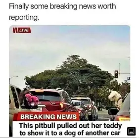 We're very much like this Pit Bull